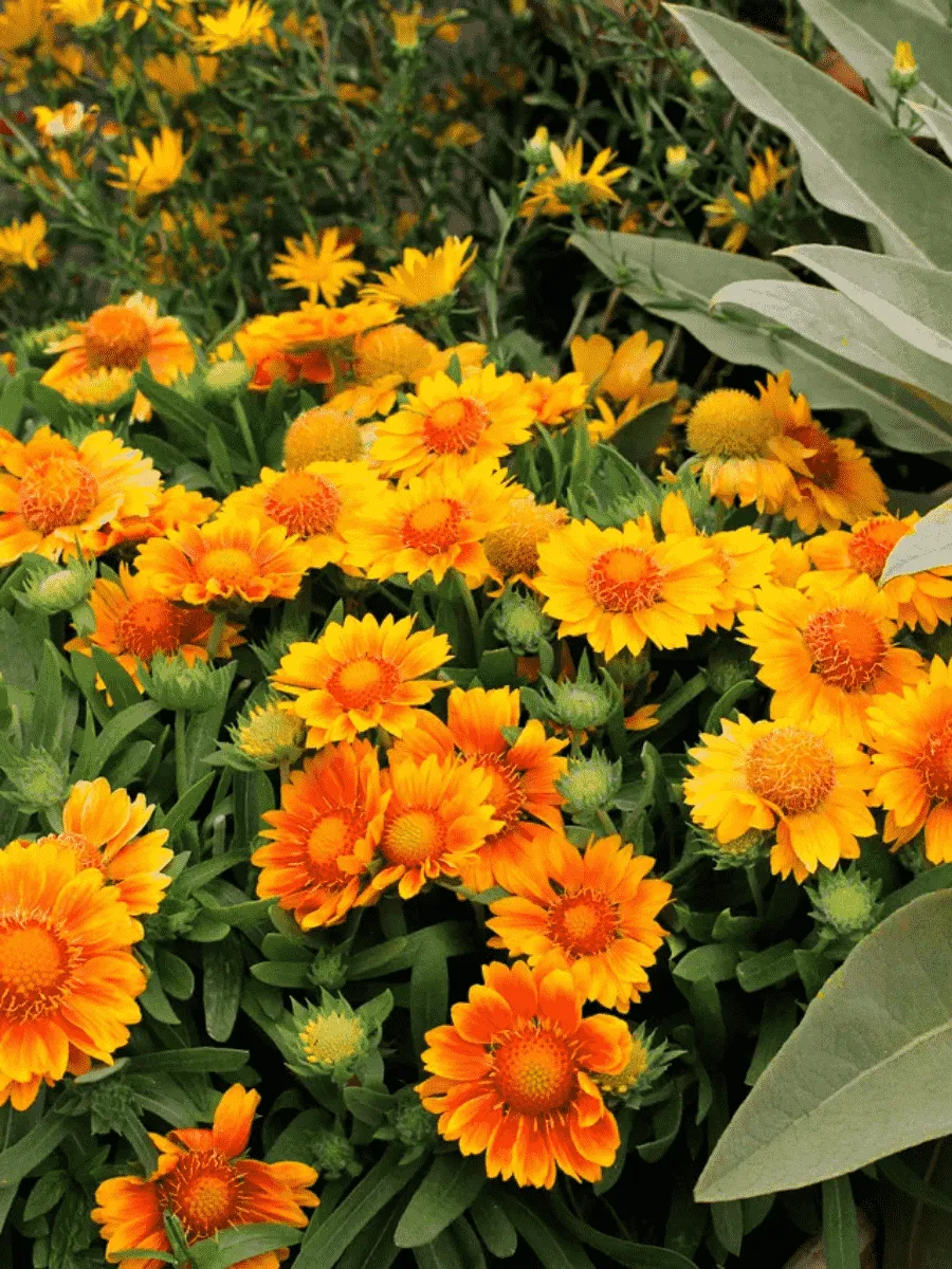 Гайлардия гибридная Mesa Peach