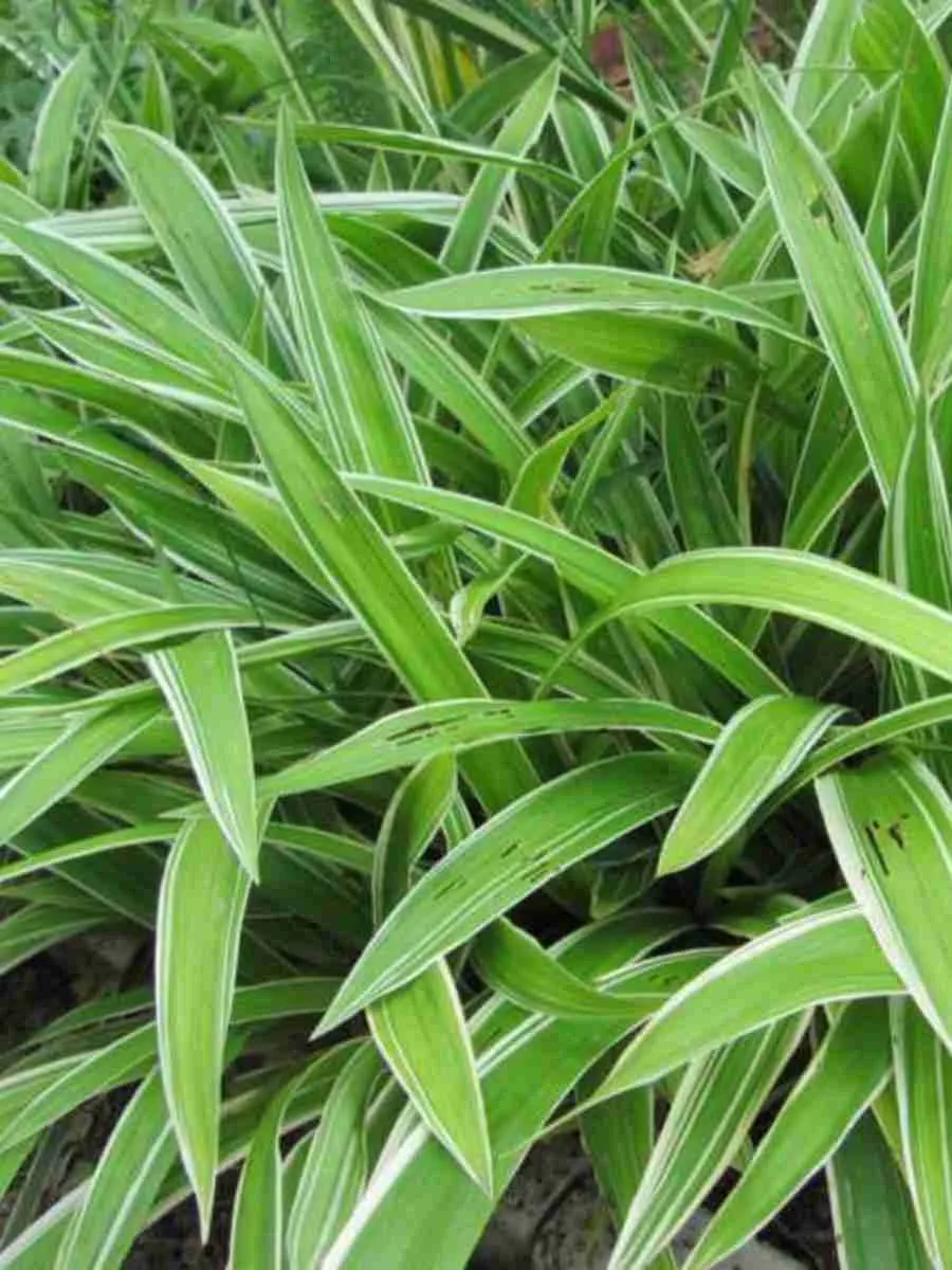 Осока килиомаргината Treasure Island