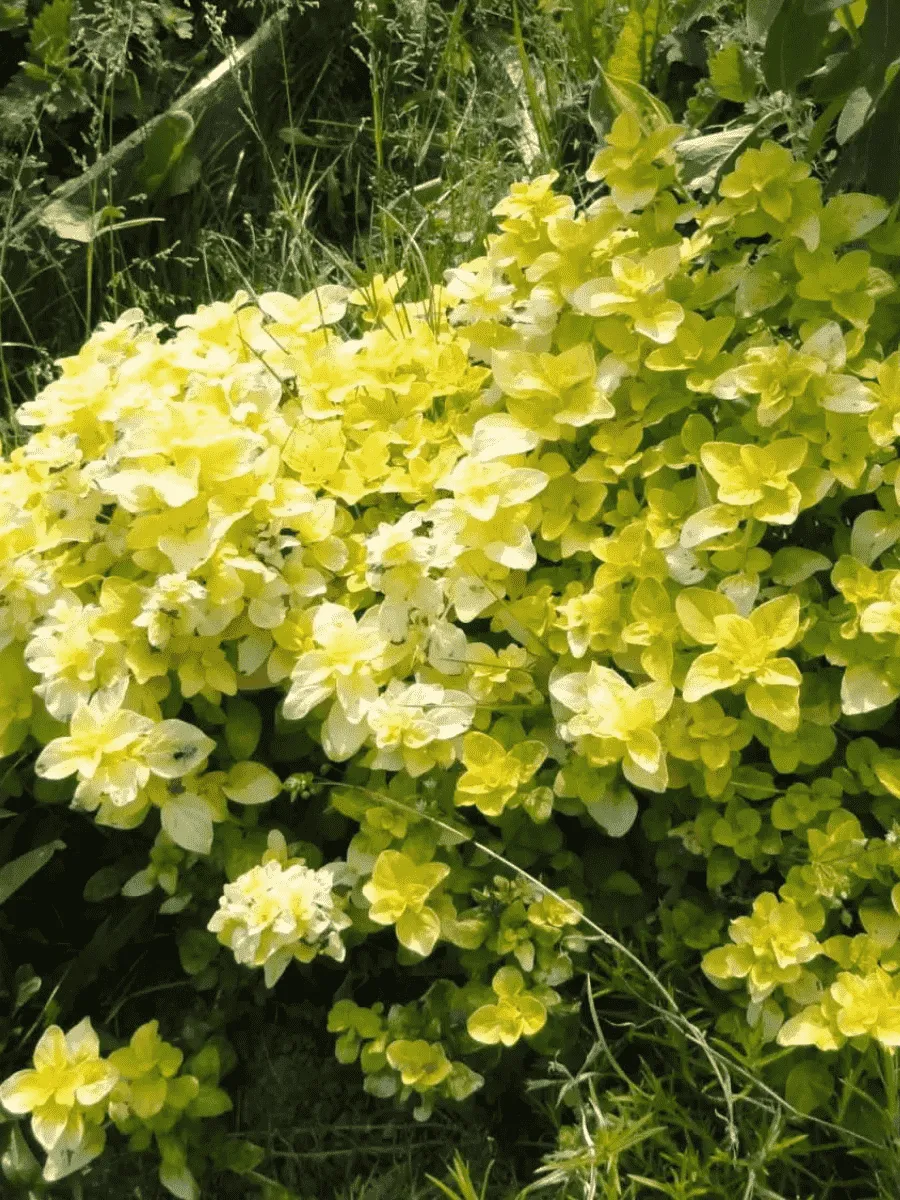 Душица обыкновенная Gold