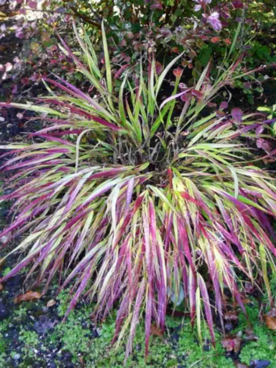 Хаконехлоа большая Naomi