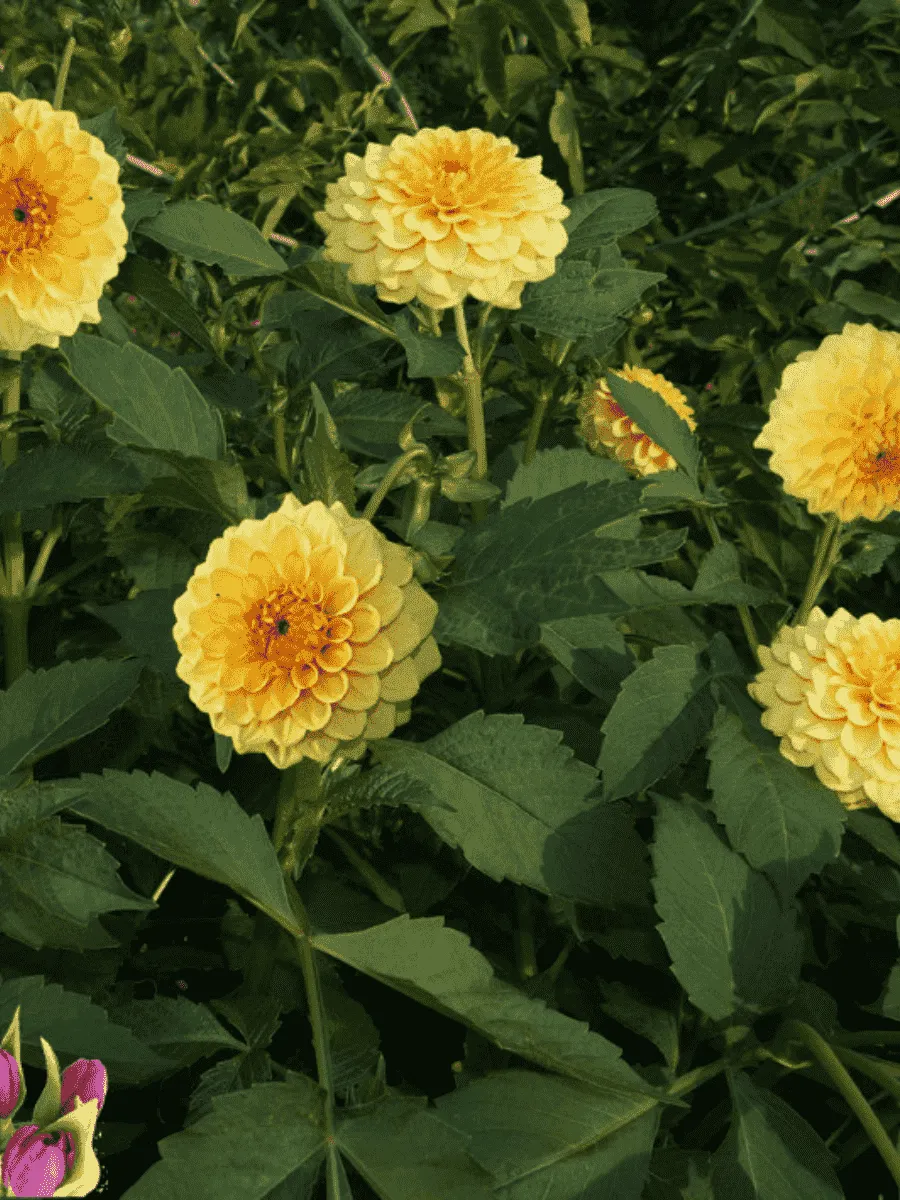 Георгина Sunny Glow