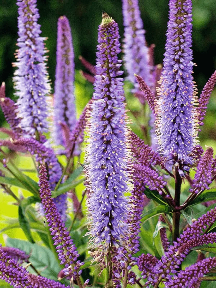 Вероникаструм виргинский Cupid