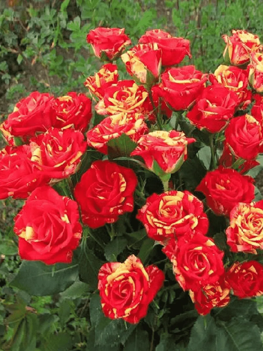 Роза штамбовая Fire Flash