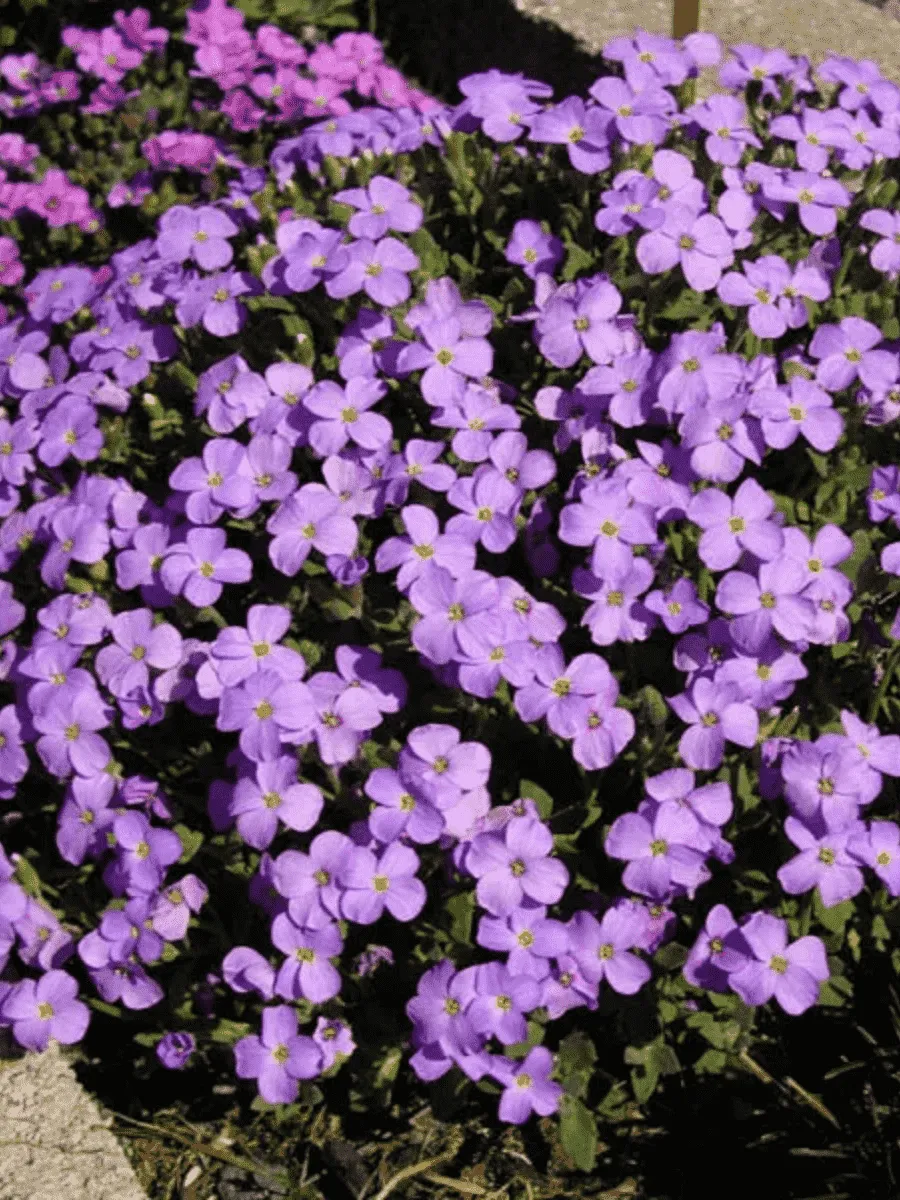 Аубриета Regado Blue White Bicolour