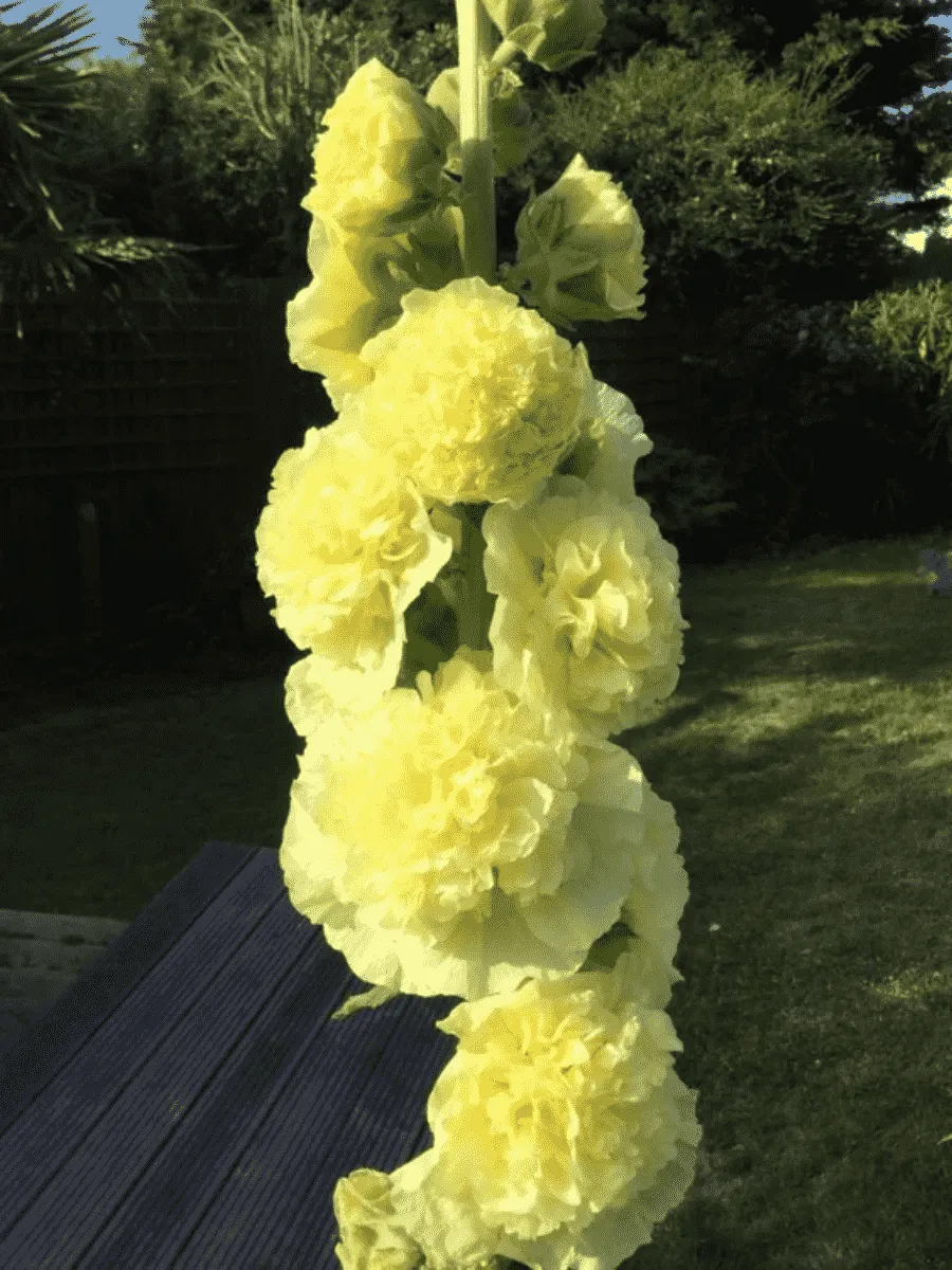 Мальва розовая Chater's Double Yellow