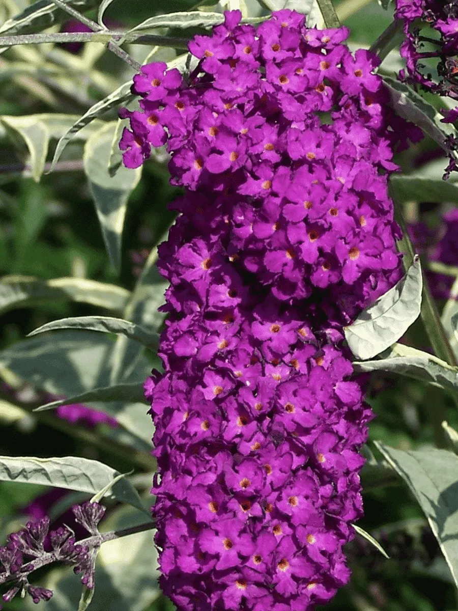 Буддлея давида Harlequin