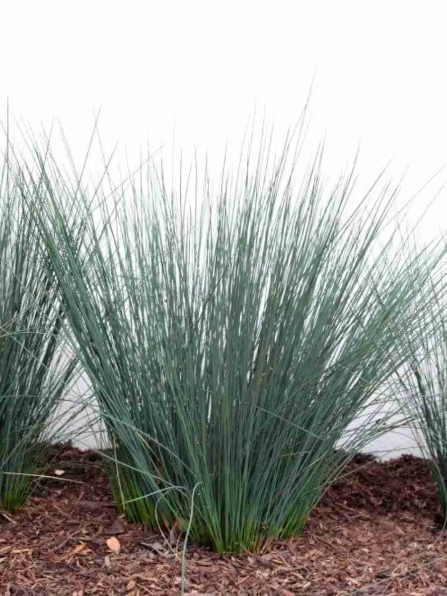 Ситник Blue Dart