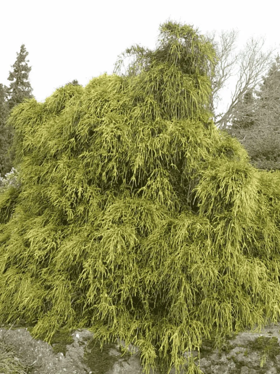 Кипарисовик горохоплодный Filifera Aurea Nana