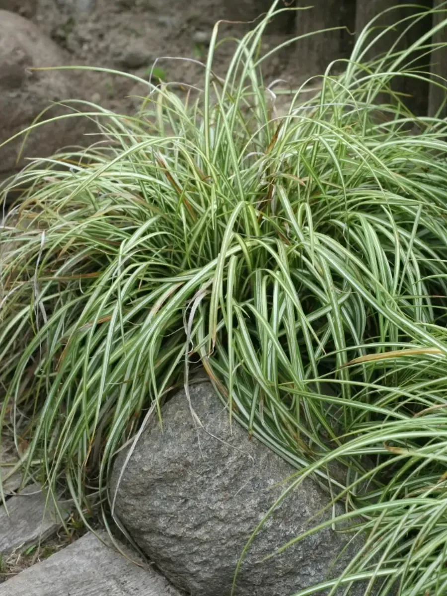 Осока птиценожковая Variegata