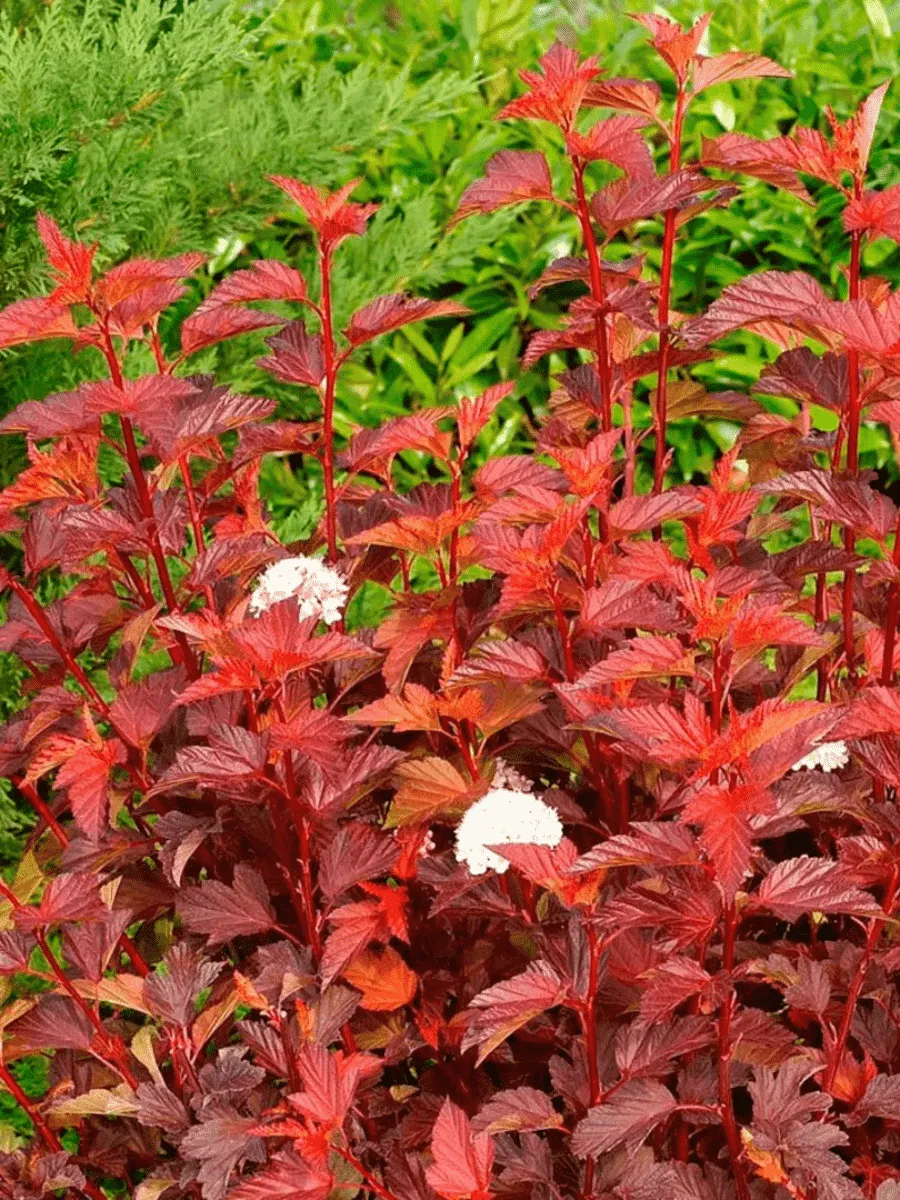 Пузыреплодник калинолистный Diable D'Or