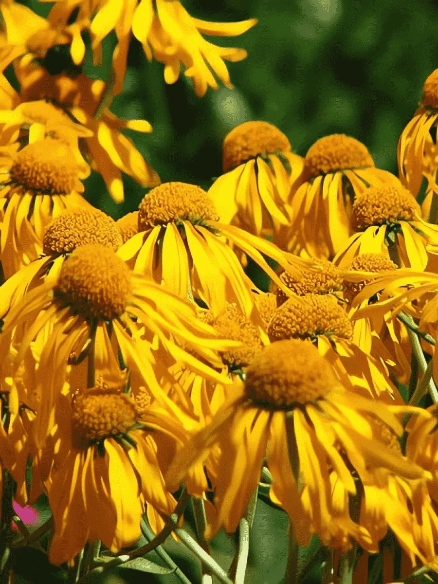 Гелениум гупеса