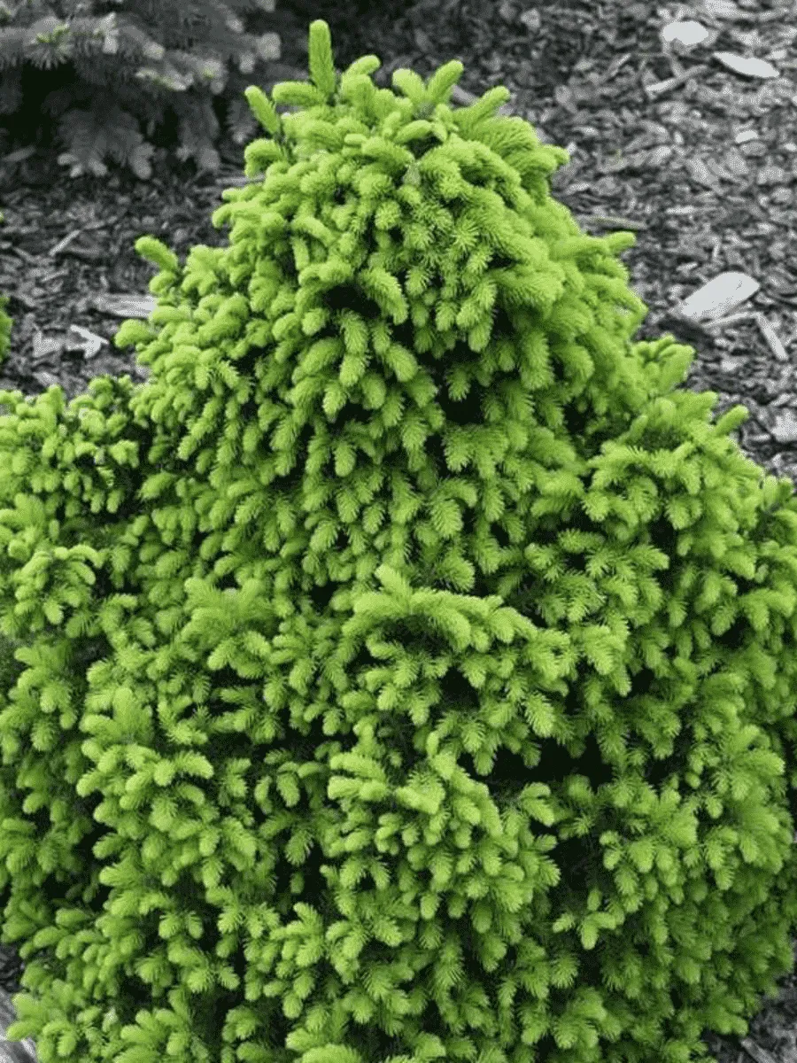 Ель обыкновенная Barryi