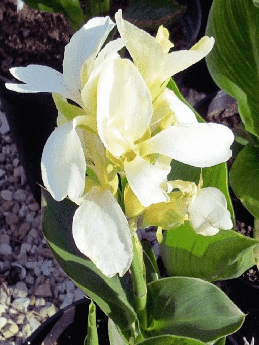 Канна  Ambassador