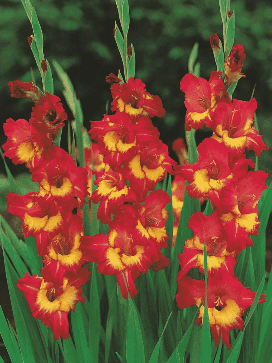 Гладиолус Vasto