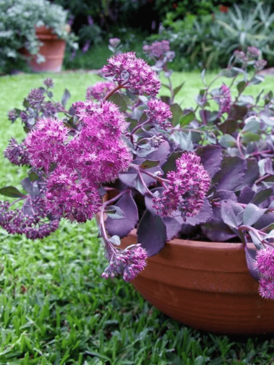 Очиток гибридный Bertram Anderson