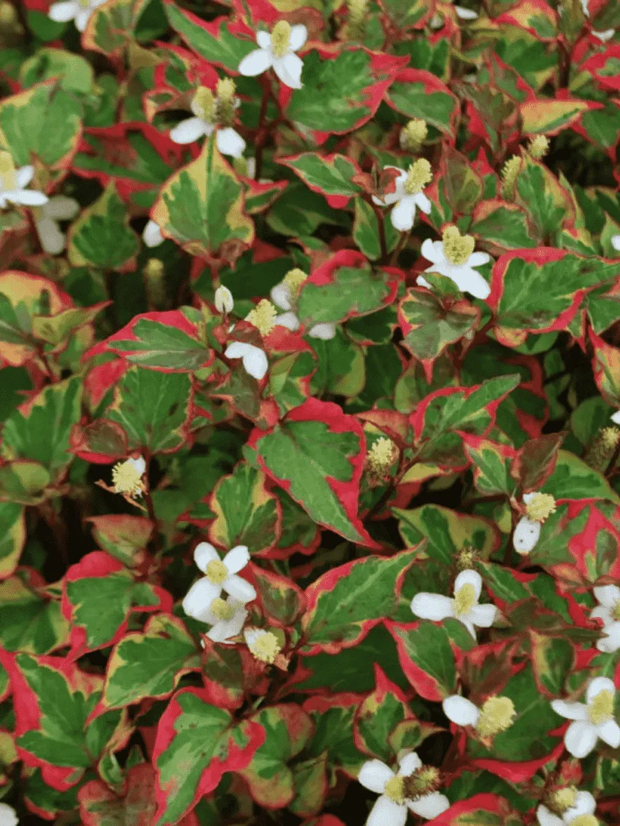 Хауттюйния