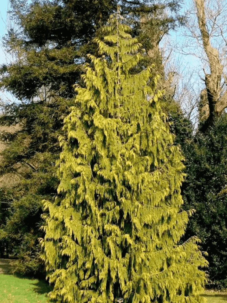 Кипарисовик нутканский Aurea