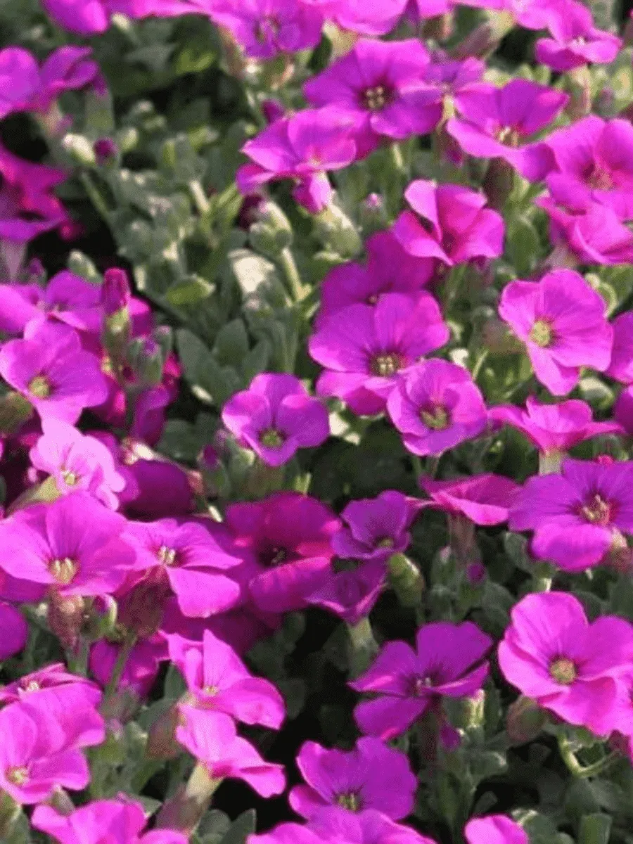 Арабис кавказский Aubris Deep Rose