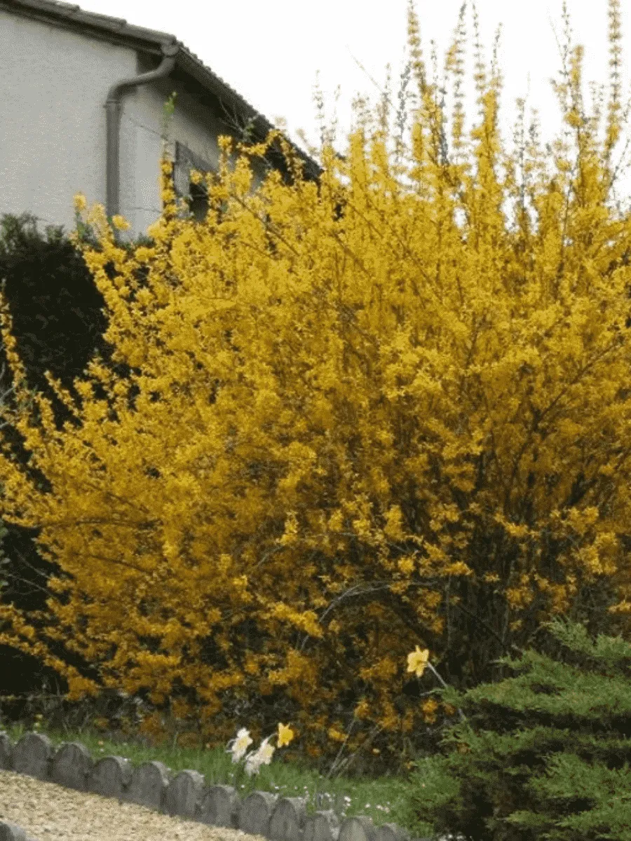 Форзиция промежуточная Spectabilis