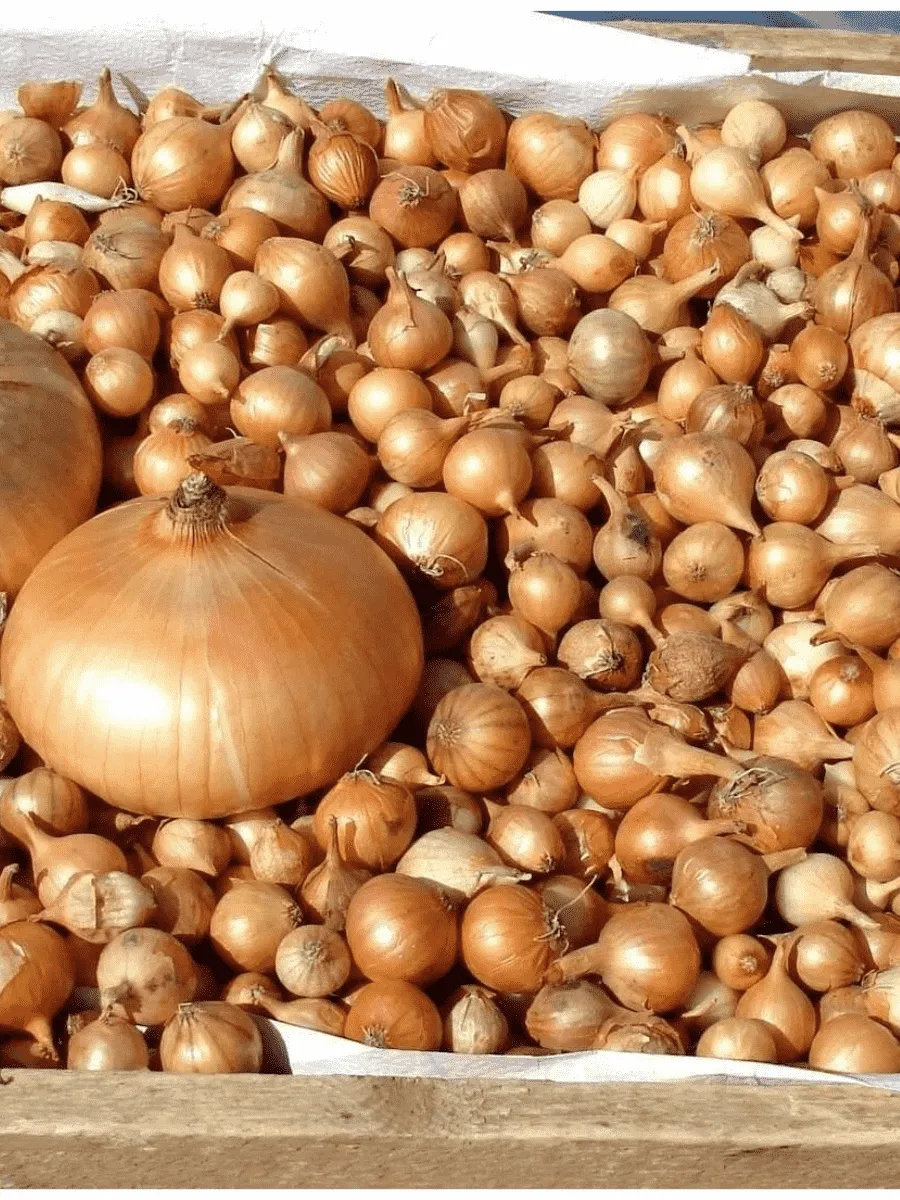 Лук-севок Штутгартер Ризен