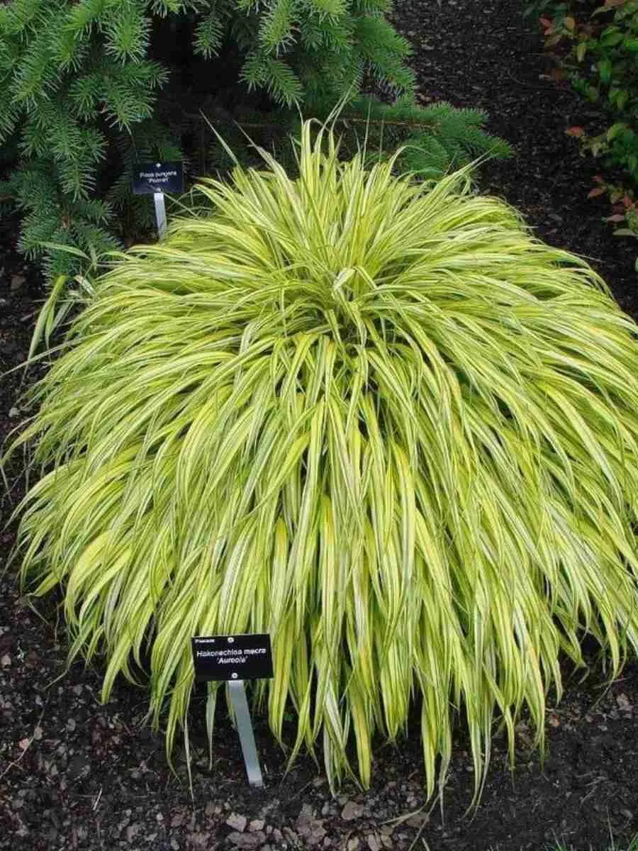 Хаконехлоа большая Aureola