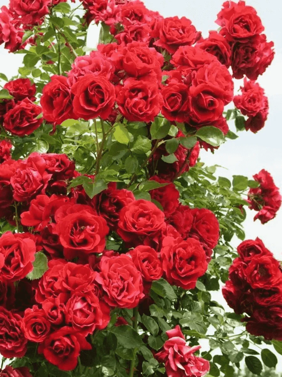 Роза Плетистая Simpatia