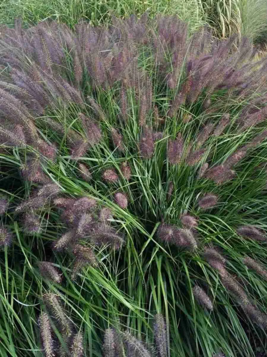 Пеннисетум лисохвостый Black Beauty