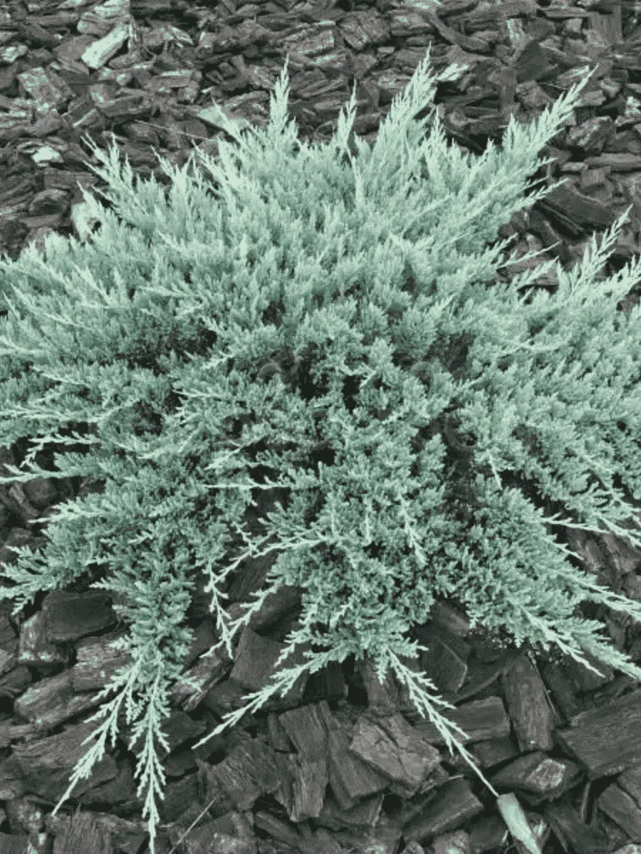 Можжевельник горизонтальный Blue Chip