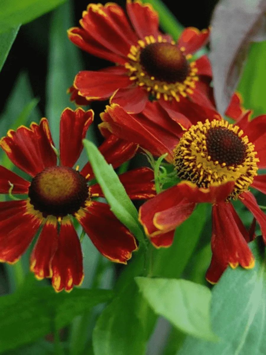 Гелениум осенний Potter`s Wheel