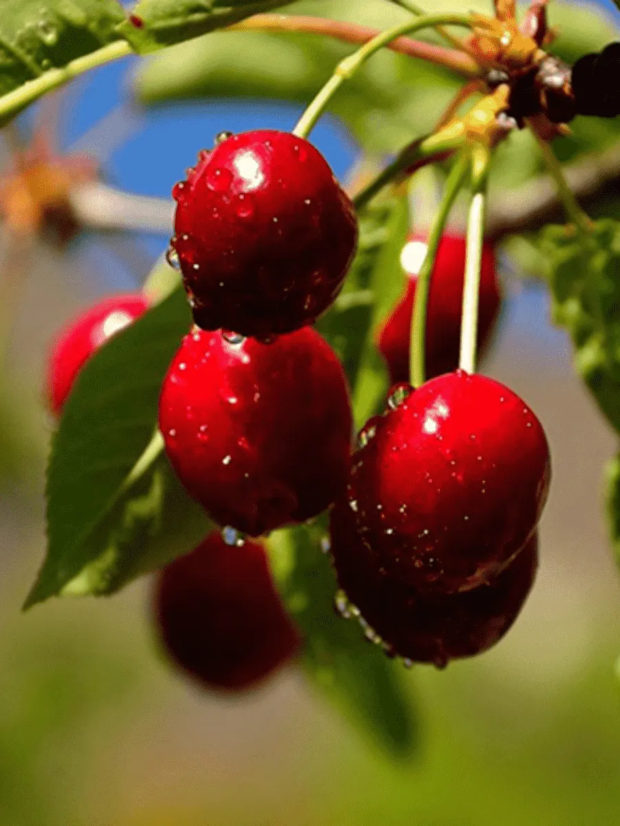 Вишня Превосходная Колесниковой