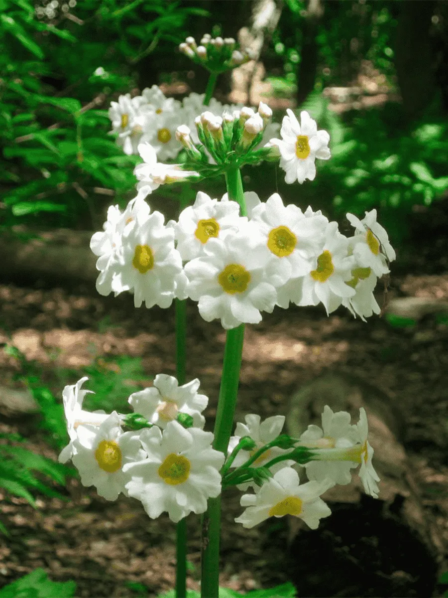 Примула японская Alba