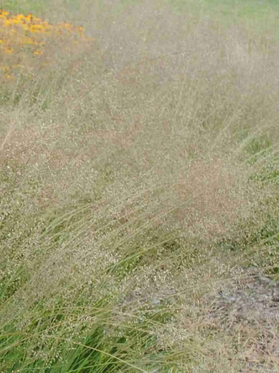 Щучка дернистая Scotland