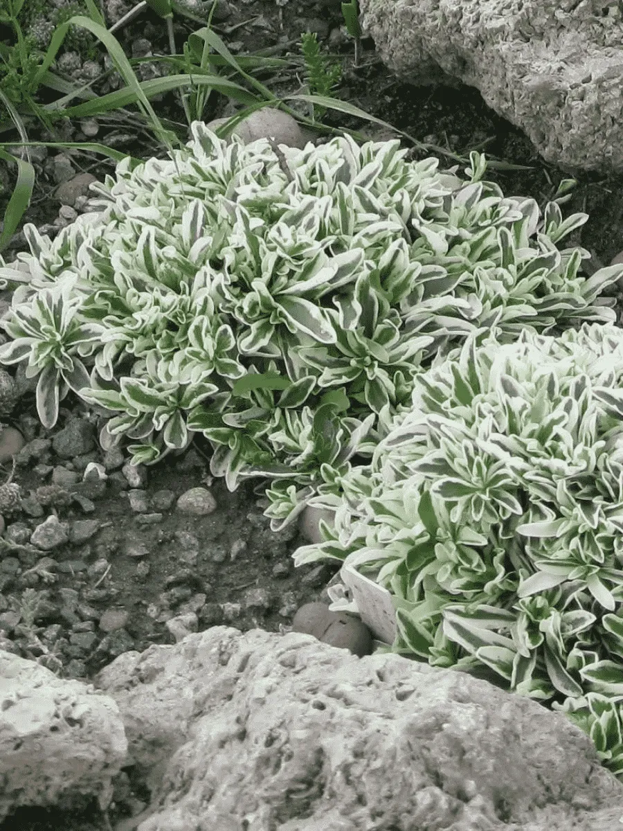 Арабис Фердинанда Кобургского Variegata