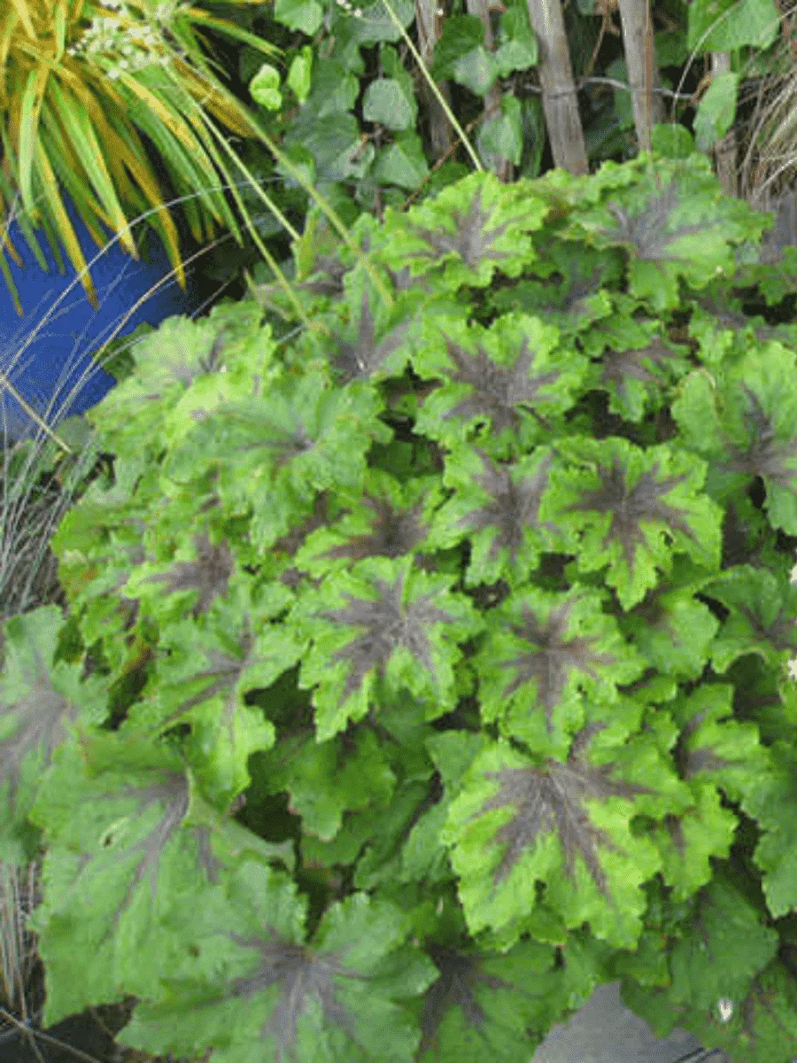 Гейхерелла Art Nouveau