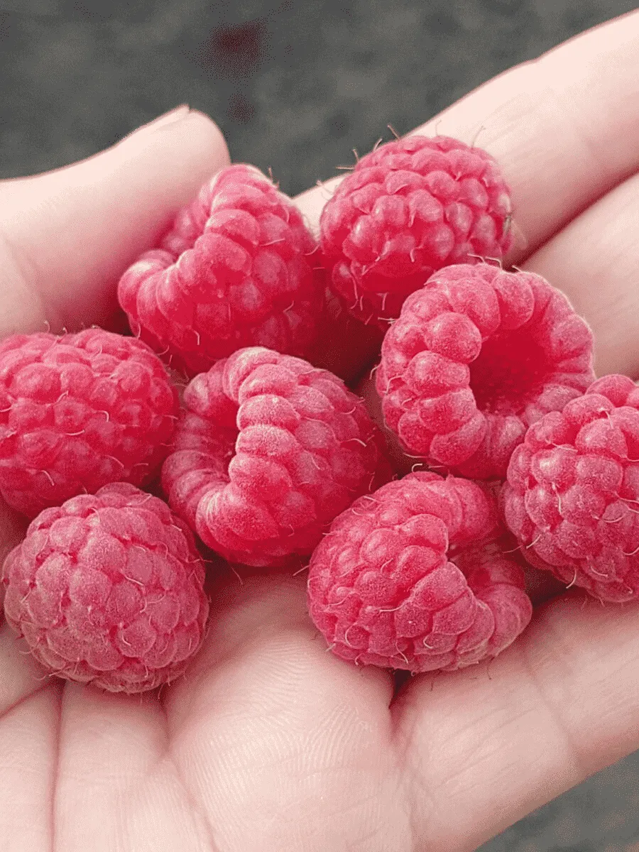 Малина Georgia