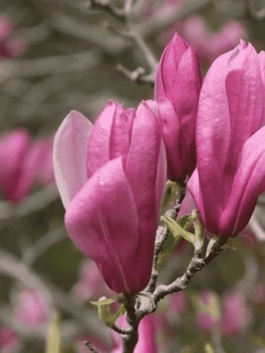 Магнолия гибридная Ricki