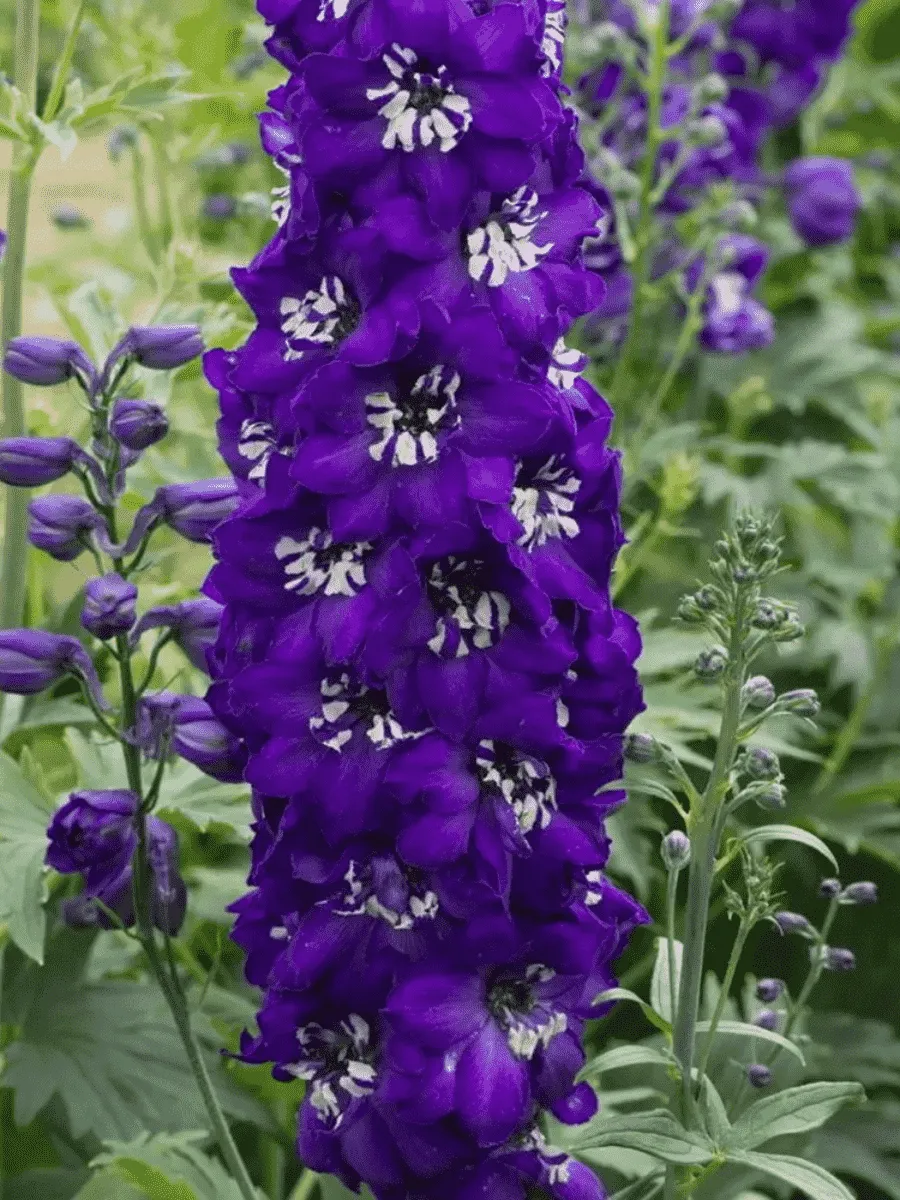 Дельфиниум Magic Fountain Dark Blue White Bee