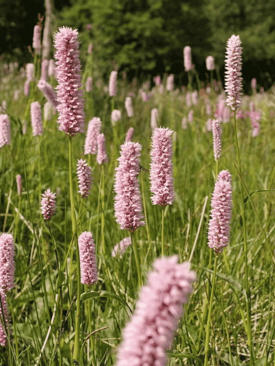 Горец змеиный