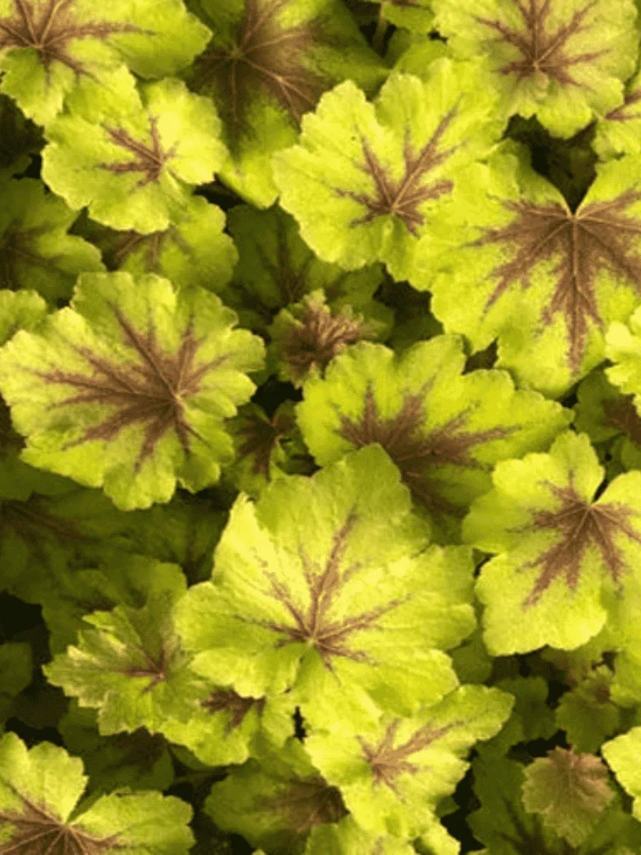 Гейхерелла  Art tropico