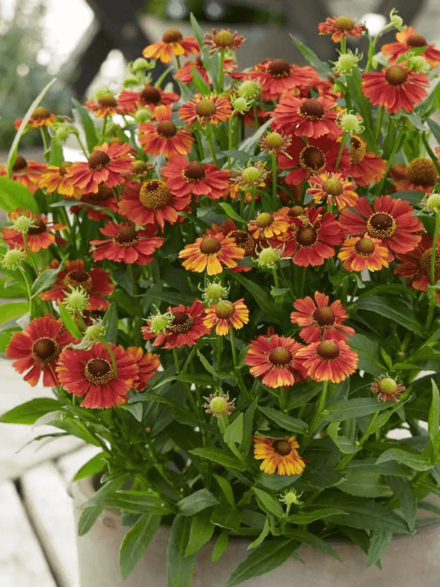 Гелениум осенний Strawberry sundae