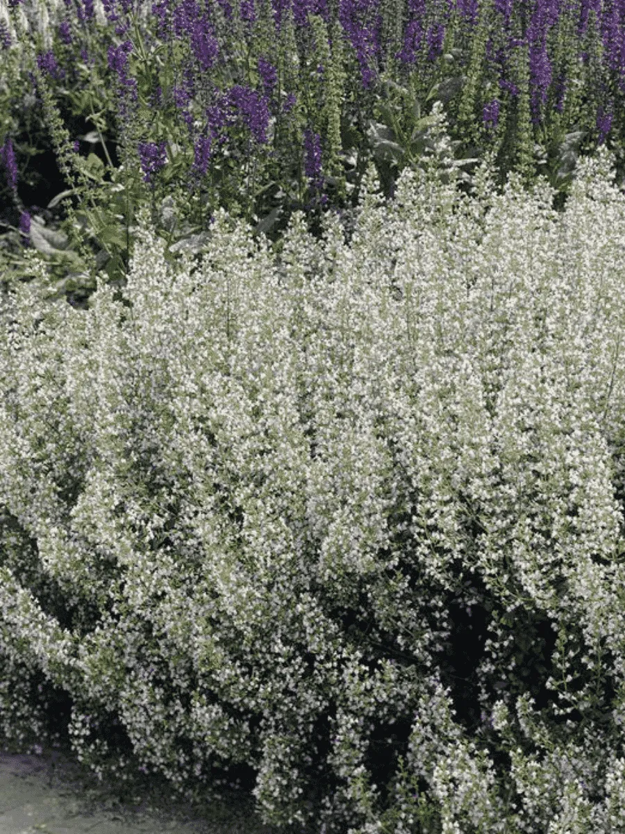 Котовник Фассена Snowflake