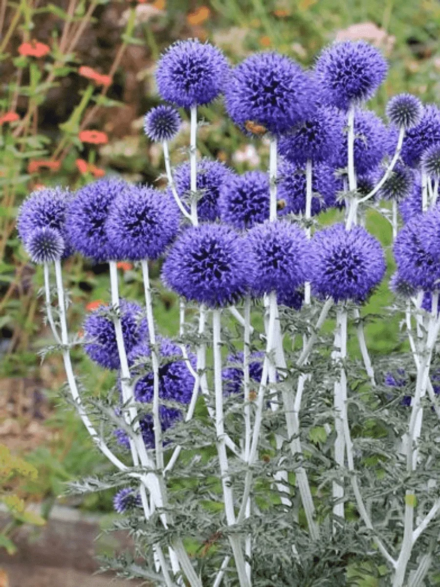 Мордовник обыкновенный Русский