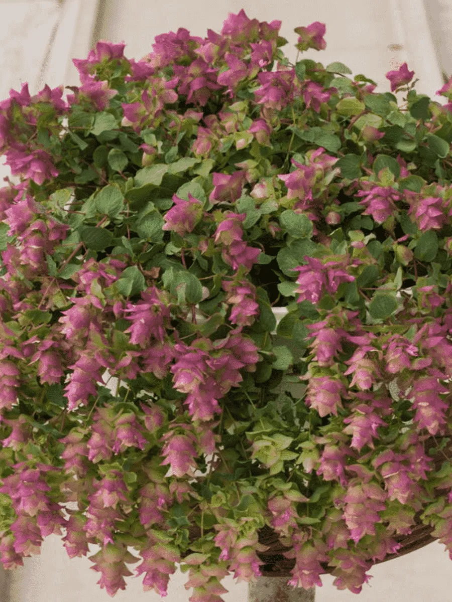 Душица круглолистная Kirigami