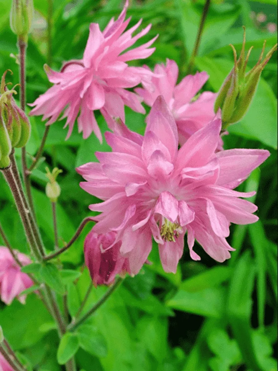 Аквилегия обыкновенная Barlow Pink