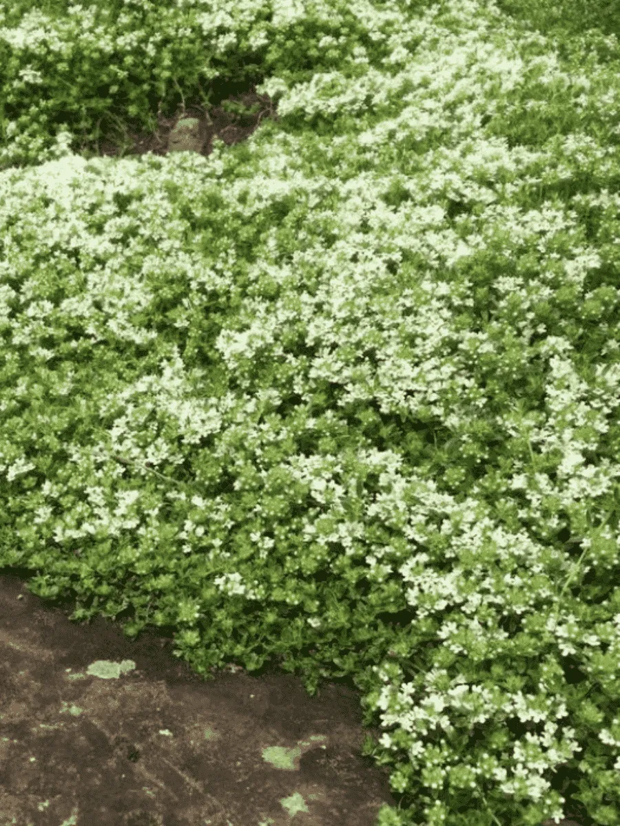 Тимьян ранний Wirral White