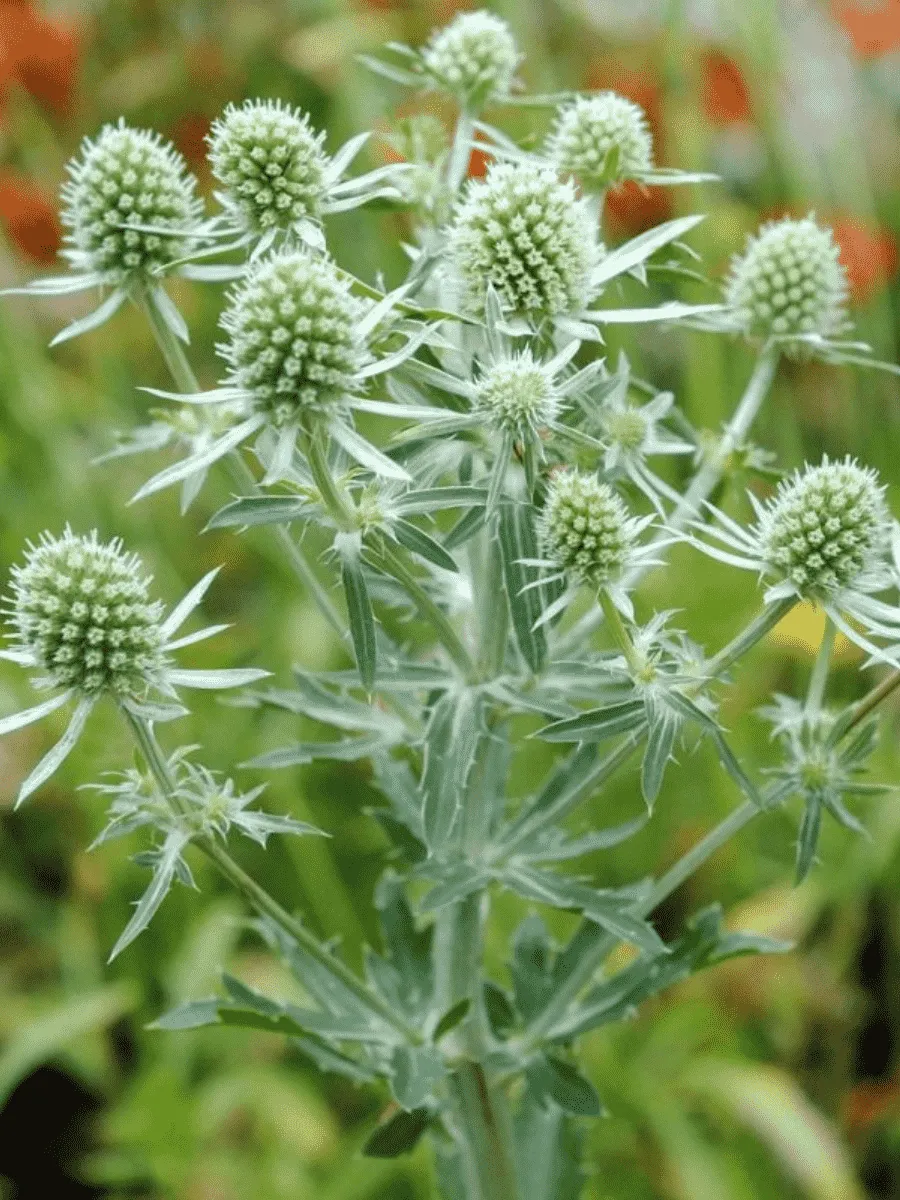 Синеголовник плосколистный White Glitter