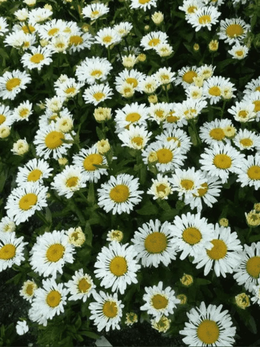 Нивяник наибольший Lacrosse