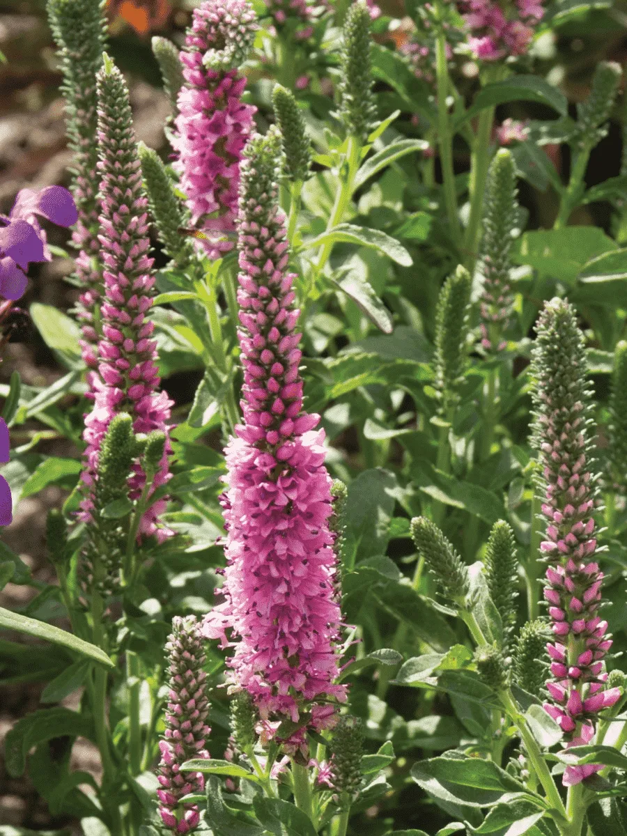 Вероника колосистая Inspire Rose