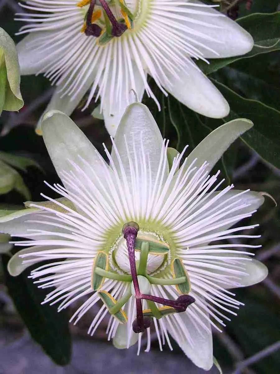 Маракуйя съедобная Constance Eliott