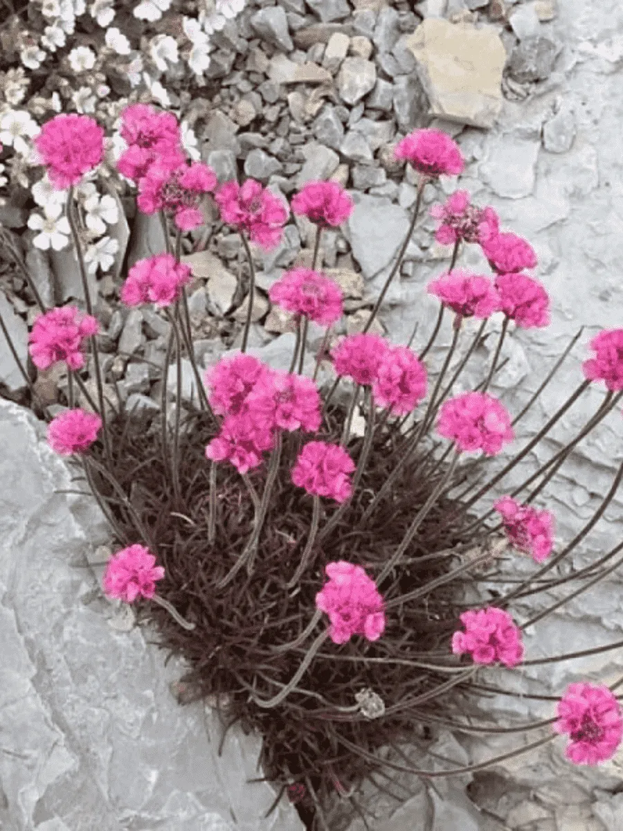 Армерия приморская Rubrifolia